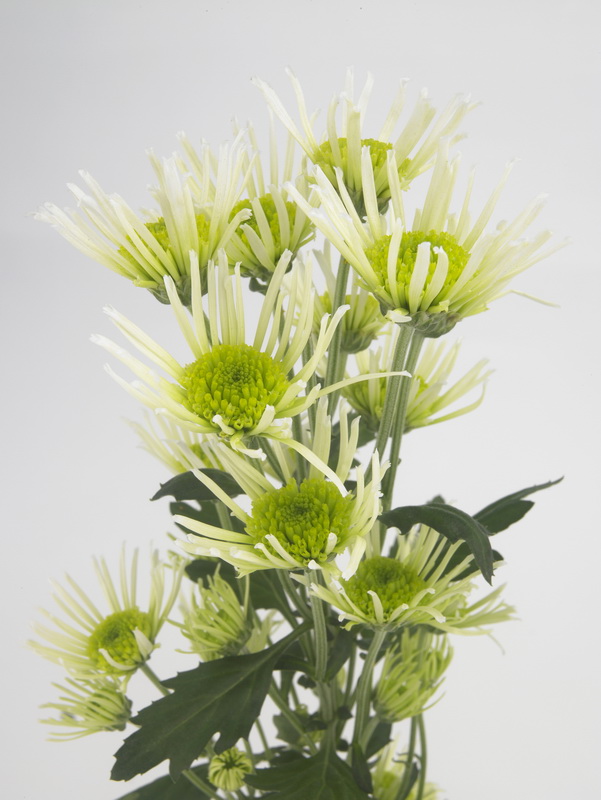 Chrysanthemum_fl_01