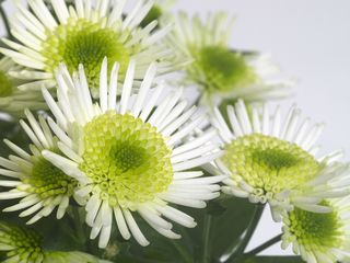 Chrysanthemum_pl_02