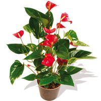 Interflora-plante_1