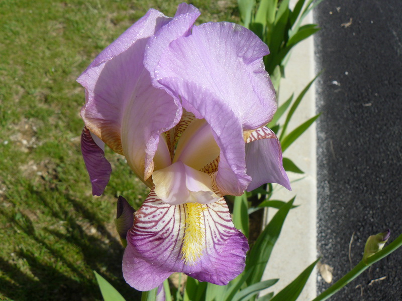 Iris-germanica_04