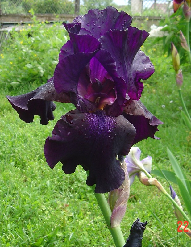 Iris-germanica_07