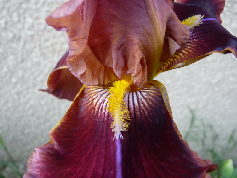 Iris_11