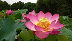 Lotus