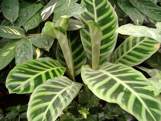 Calathea-zebrina1