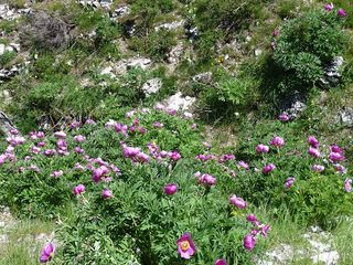 Pivoines-groupe