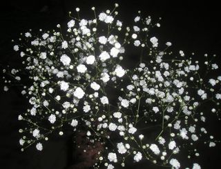 Le Gypsophile à très petites fleurs blanches. Le Gypsophile