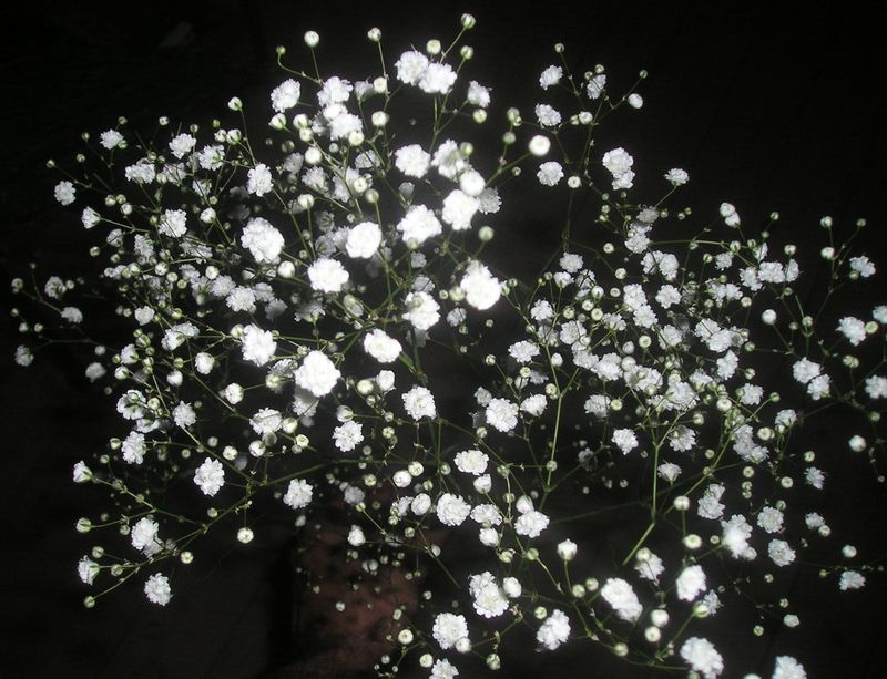 Gypsophile