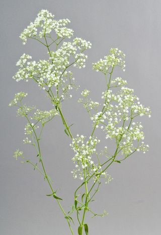 Gypsophile_milion