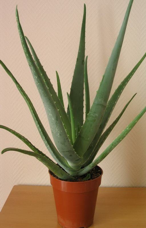 Aloe vera