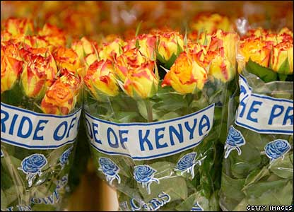 Roses-kenya