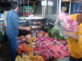 Sao-paulo-fleurs