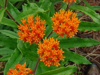 Asclepias