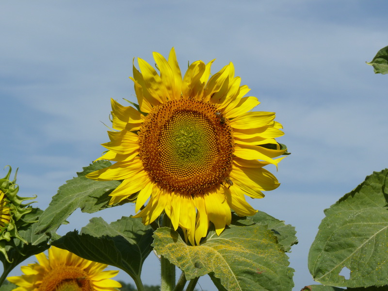 Tournesol_02