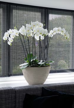 Orchidee_phalaenopsis_2