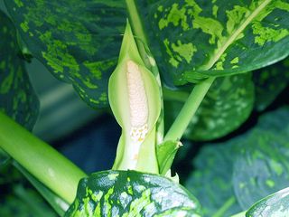 Dieffenbachia-fleur