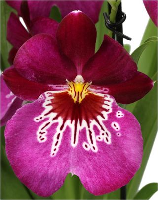 Miltonia