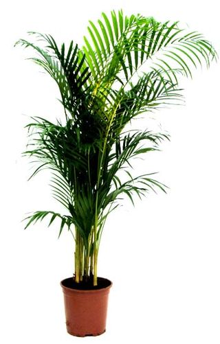 4 Conseils Pour Soigner Votre Areca Le Pouvoir Des Fleurs