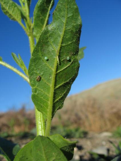 Chenille-plante