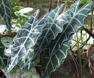 Alocasia_2