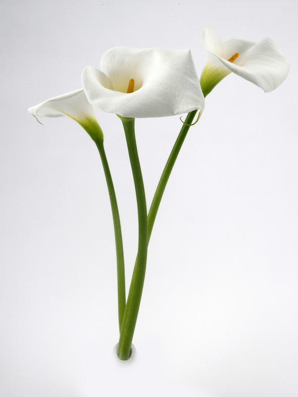 Zantedeschia-calla