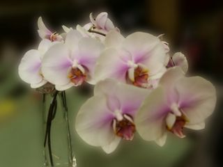 Phalaenopsis 21