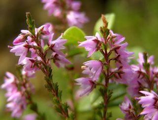 Calluna-vulgaris