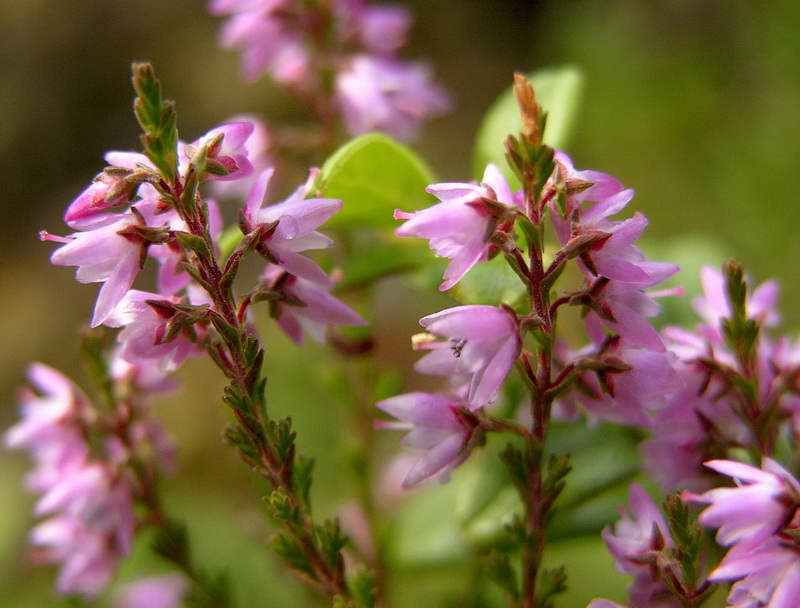 Calluna-vulgaris