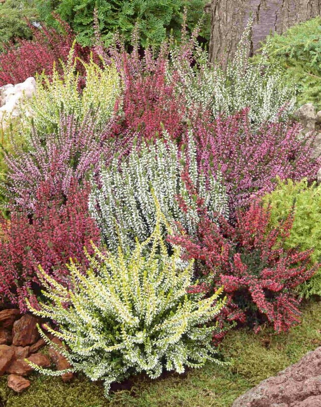 Calluna_vulgaris_gardengirls_gruppe2