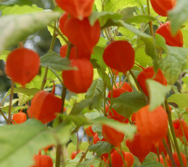 Physalis_branches