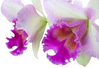 L'orchidée cattleya, le papillon végétal - Le pouvoir des fleurs
