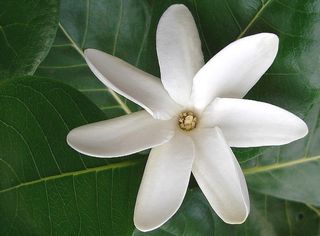 Le Plus Grand Collier De Fleurs Du Monde Le Pouvoir Des Fleurs