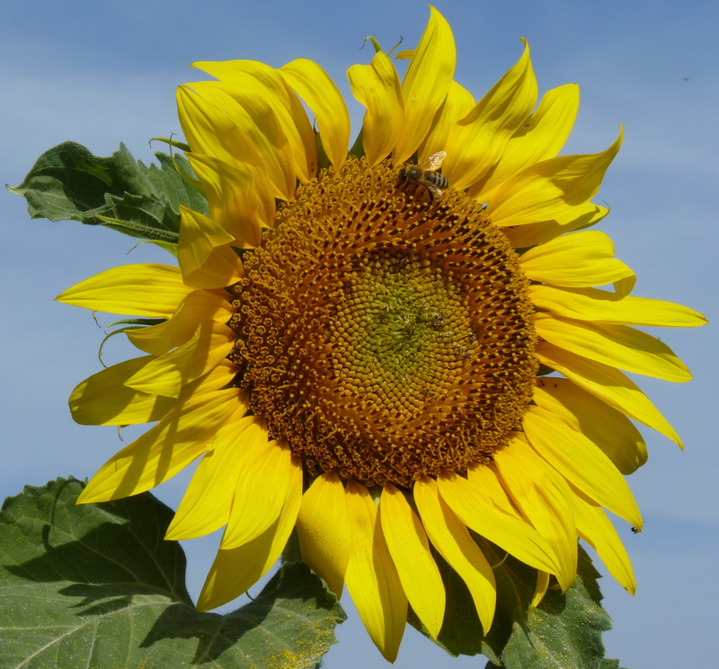 Tournesol