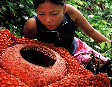 Rafflesia-2