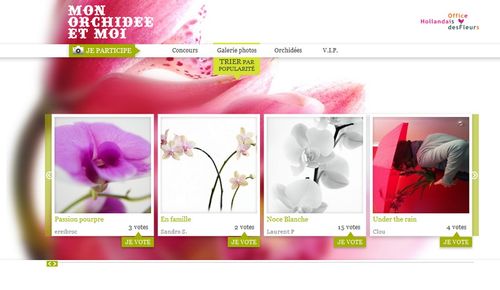 Orchidee