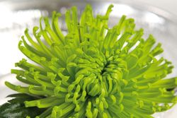 Chrysantheme-uniflore-vert