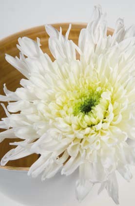 Chrysantheme-uniflore-blanc