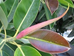 Ficus_Elastica