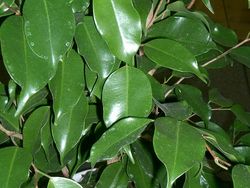 Ficus_benjamina