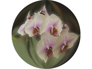 Copie de phalaenopsis 21g