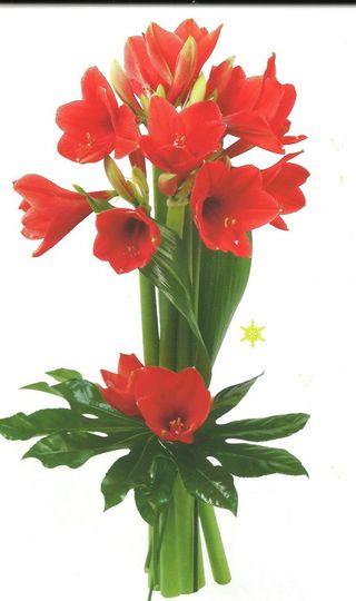 Hyppeastrum ou Amaryllis,images - Le pouvoir des fleurs