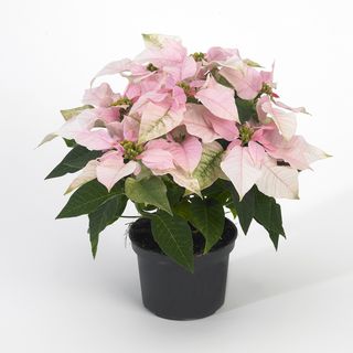 Euphorbia_HR_2_tcm49-160369