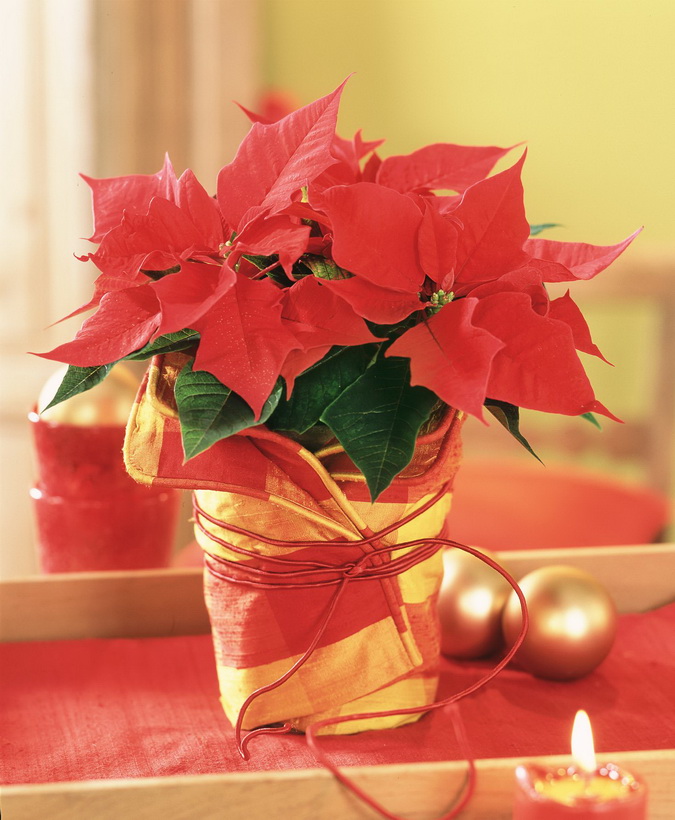 Poinsettia_01