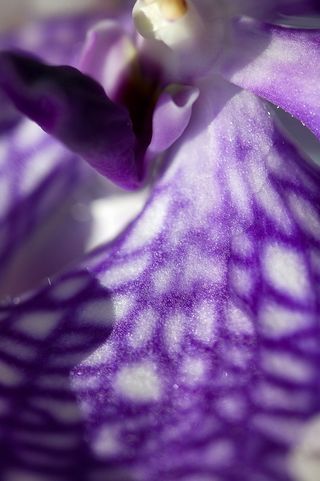 L'orchidée Vanda - Le pouvoir des fleurs