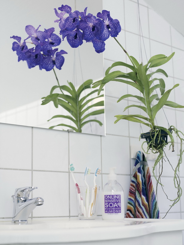 Vanda in bathroom HD