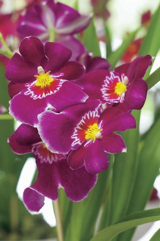 Miltonia_03