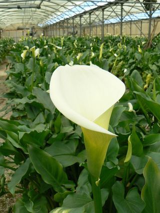 Arum-Zantedeschia-aethiopica