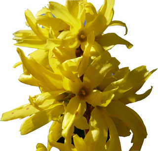 Forsythia-branche