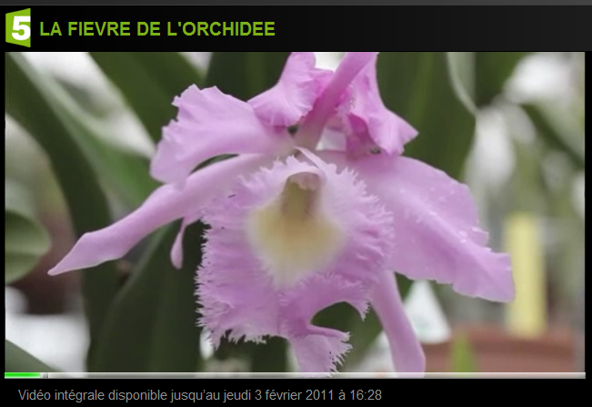 Orchidee-F5_01
