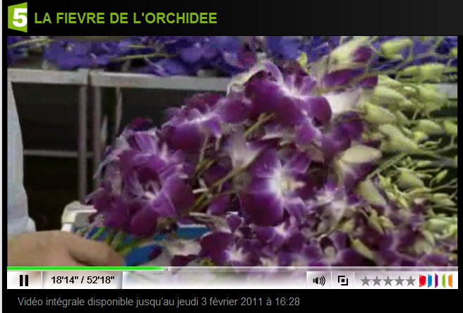 Fr5-orchidées-dendros