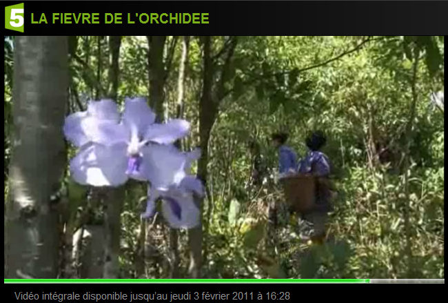 Fr5-orchidée_04